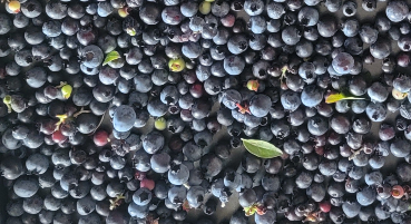 Pan full of fresh blueberries